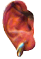 Inner Hearing